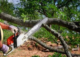 Best Storm Damage Tree Cleanup  in Norwood, NC